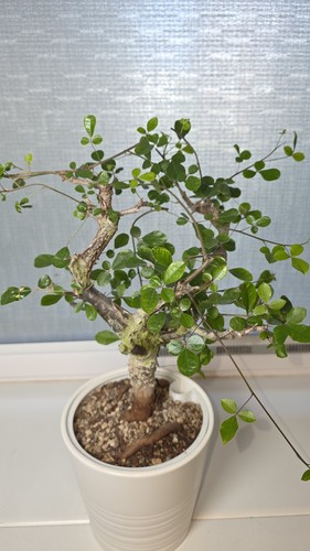 Commiphora orbicularis caudex - commiphora,