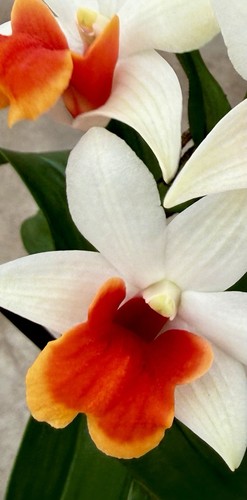 Dendrobium coral candy - dendrobium, ´coral.candy‘