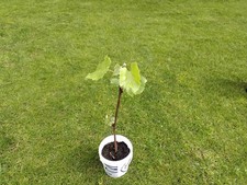 Kernlose pilzfeste weinrebe - ,