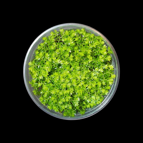 Selaginella apoda moos - apoda,