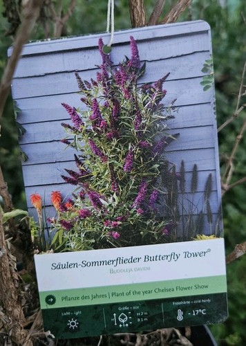 Buddleja davidii butterfly - buddleja, 'butterfly