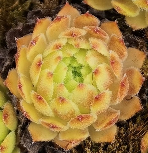 Sempervivum honigtopf eigene - sempervivum,