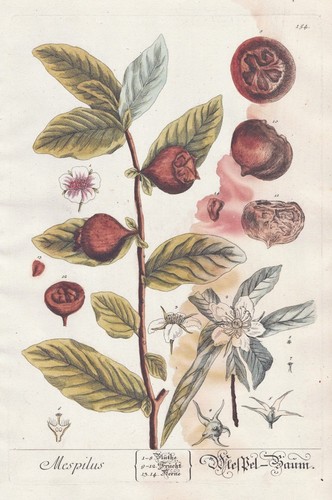 Mespilus mispel medlar - mispel,