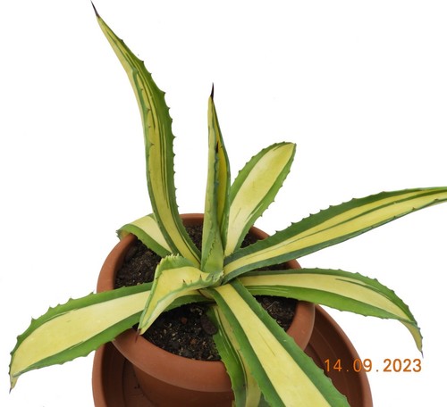 Ableger von agave - ableger,