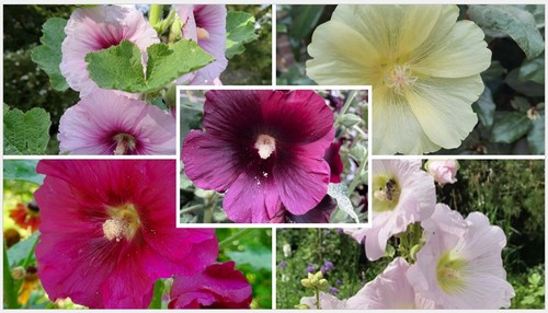 Stockmalve bauernrosen samen - stockmalve,