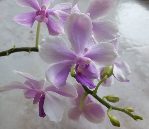 Phalaenopsis anthura victoria - phalaenopsis,