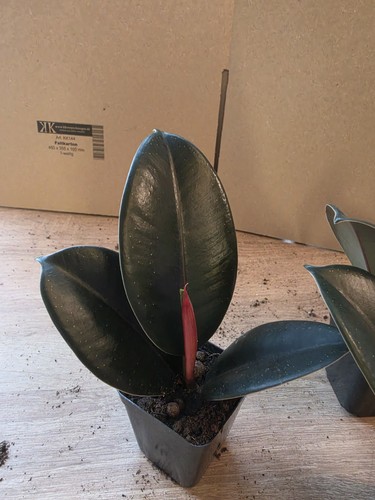 Ficus elastica abidjan - ficus,