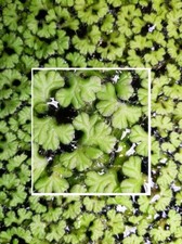 Schwimmlebermoos winterharte Wasserpflanzen schwimmende Pflanzen für den Teich