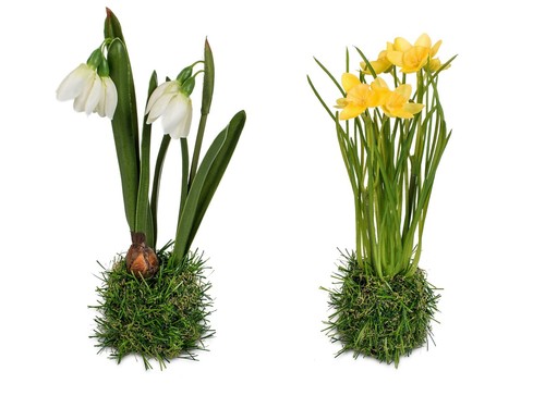Frühlingsblüher grassockel - frühlingsblüher,