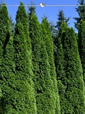 Lebensbaum thuja smaragd - lebensbaum,