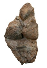 Dogger Schaustufe mit 3 x