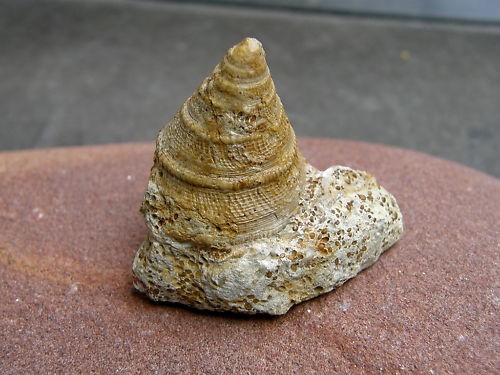 Fossil kegelschnecke - fossil,