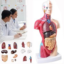 28CM Anatomie Modell Torso mit