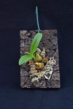 Dendrobium delacourii Orchidee