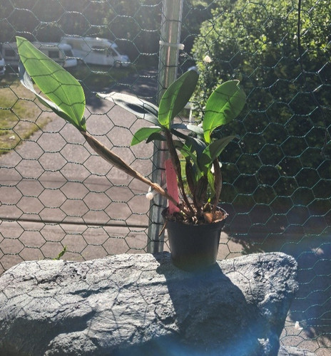 Dendrobium macrophyllum