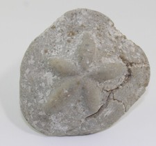 Seeigel, Clypeaster scillae