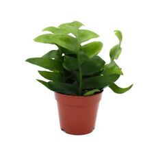 Exotenherz - Epiphyllum