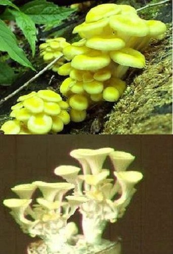 Limonen pilze eine besondere - limonen-pilze,