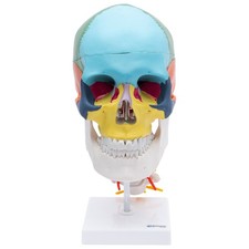 Schädel Anatomie Modell lebensgroß 4 teilig flexible Halswirbelsäule gefärbt