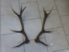 Abwurfstangen Geweihstangen Hirschhorn Hirschgeweih Geweih Horndekoration Passer