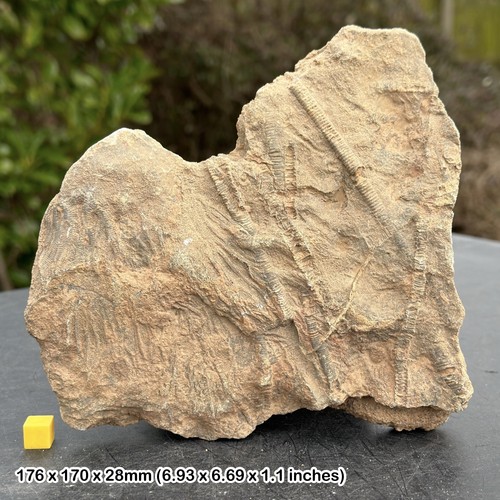 Mahoumacrinus fossil crinoid - fossil,