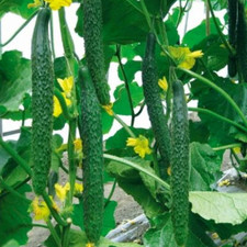 10 Samen Gurke "Chinesische