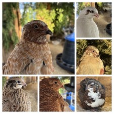 🐥12 X Bruteier Wachteln