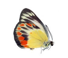 LEPIDOPTERA, PIERIDAE, DELIAS