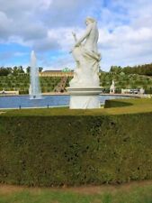 Taxus baccata / Gemeine Eibe