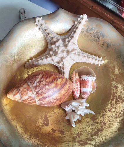Echte muscheln und - muscheln, koralle