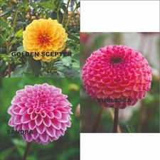 Pompon ball dahlien paket - pompon/ball,