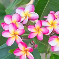 PF 2006XD Plumeria pink