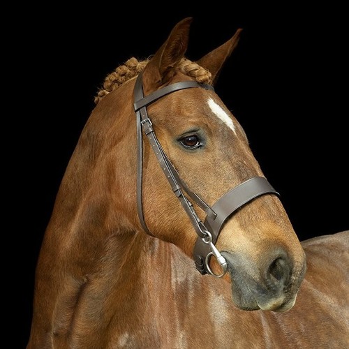 Galopp leder jäger - galopp, trense
