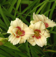 Taglilie Pandoras Box - Hemerocallis