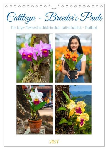 Cattleya breeder s pride - breeder's,