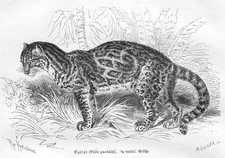 OZELOT Felis pardalis Holzstich von 1879