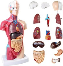 15Teile Anatomie Anatomisches