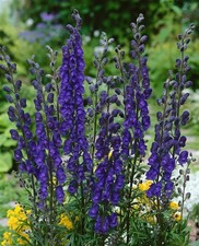 Aconitum napellus 'Newry