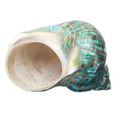 Natürlich Grün Turban Shell