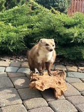 Ausgestopfter Marder auf