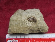 Fossilien  Ammonit, Ebermannstadt,Fränkische Schweiz 10 x 6 x 2 cm