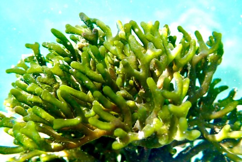 Meerwasser codium - |, sp.