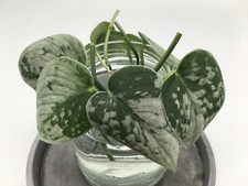 Scindapsus Pictus Stecklinge