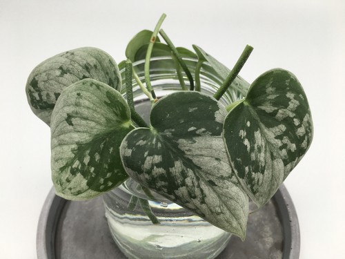 Scindapsus pictus stecklinge - scindapsus,