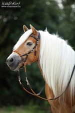 Barefoot Kopfstück Syringa m. Zügeln 3 Farben- Sidepull Bitless Bridle-H&H Celle