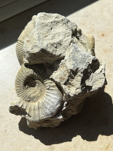 Ammonit fossil versteinerung - fossil,