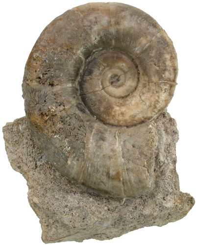 Lias lytoceras fimbriatum - lias,