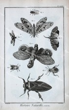 Moth Beetle True Bug Moth Moth