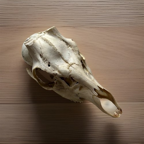 Wildtier-Schädel