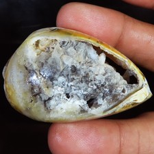 Natürlich Fossil Schnecke